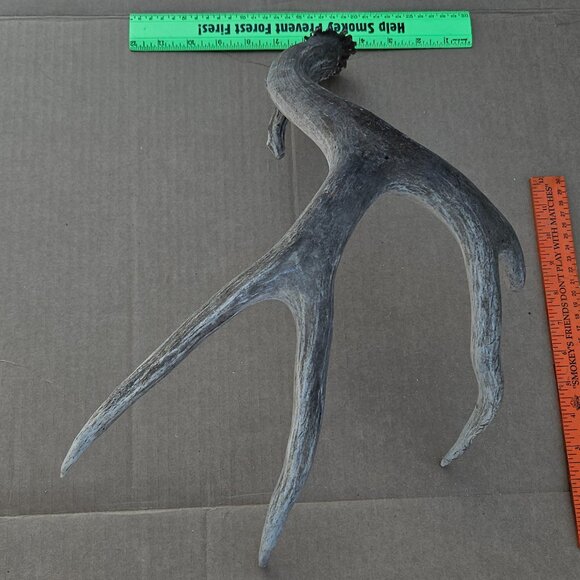 Genuine Mule Deer Shed Antler - Picture 5 of 14